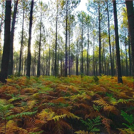 Mobil Avec Terrasse A - Api-1-52-682 Κάμπινγκ