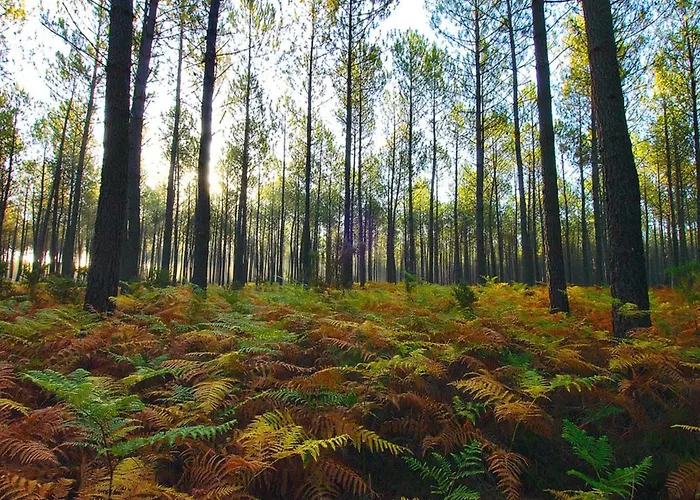 Mobil Avec Terrasse A - Api-1-52-682 Κάμπινγκ